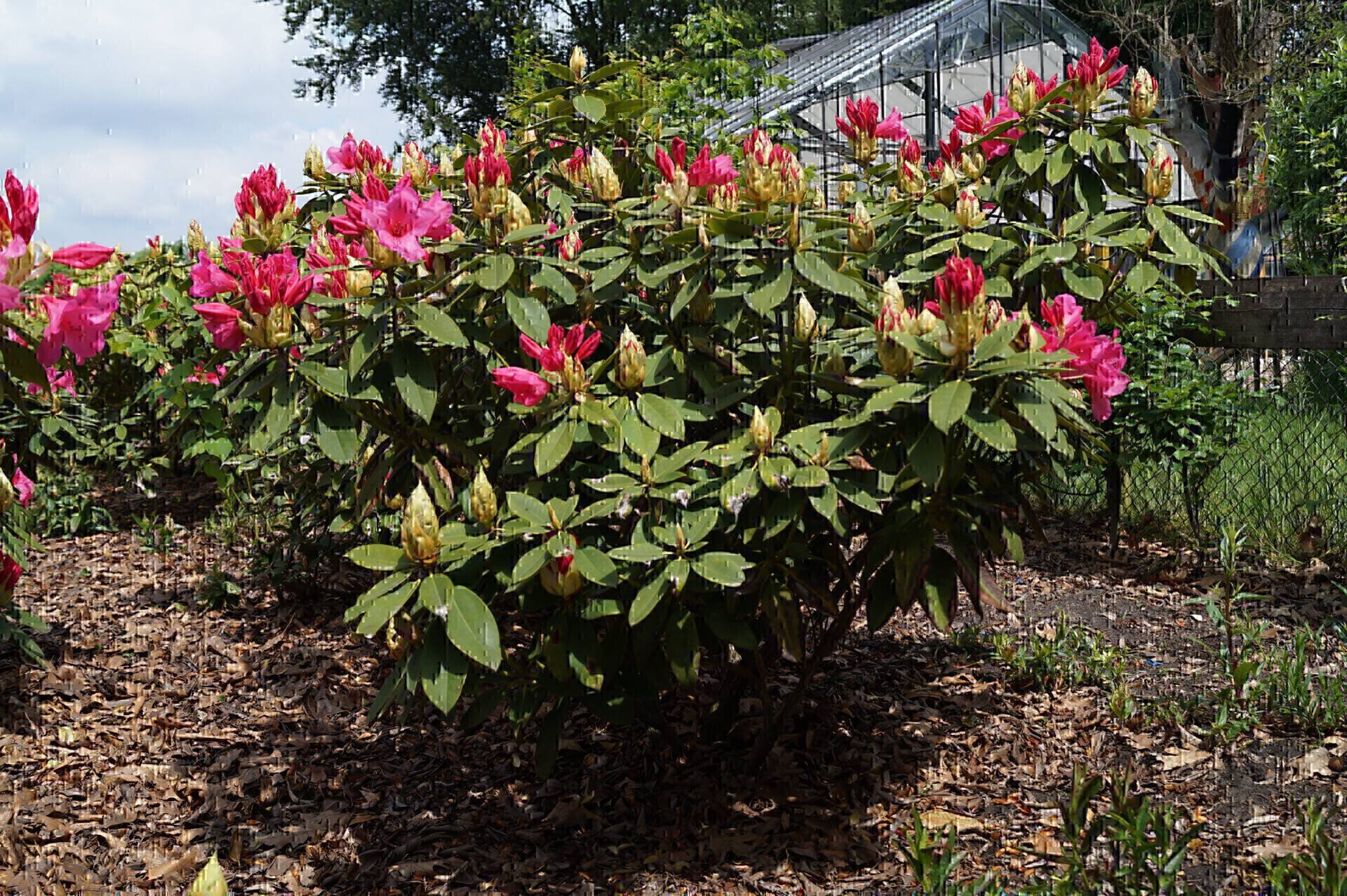 Rhododendron Anna Rose Whitney_04